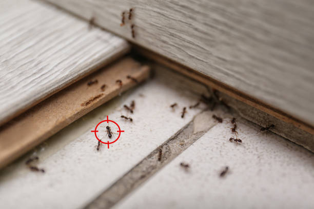 Best Wasp Removal Services  in Crump, TN